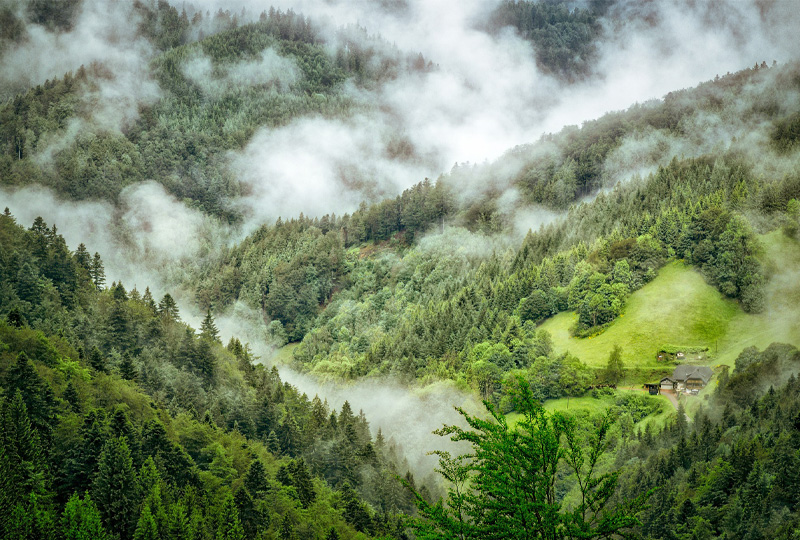 Black Forest in Germany